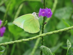 Catopsilia pomona