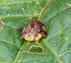 Laccoptera