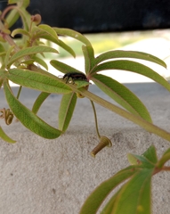 Astylus quadrilineatus