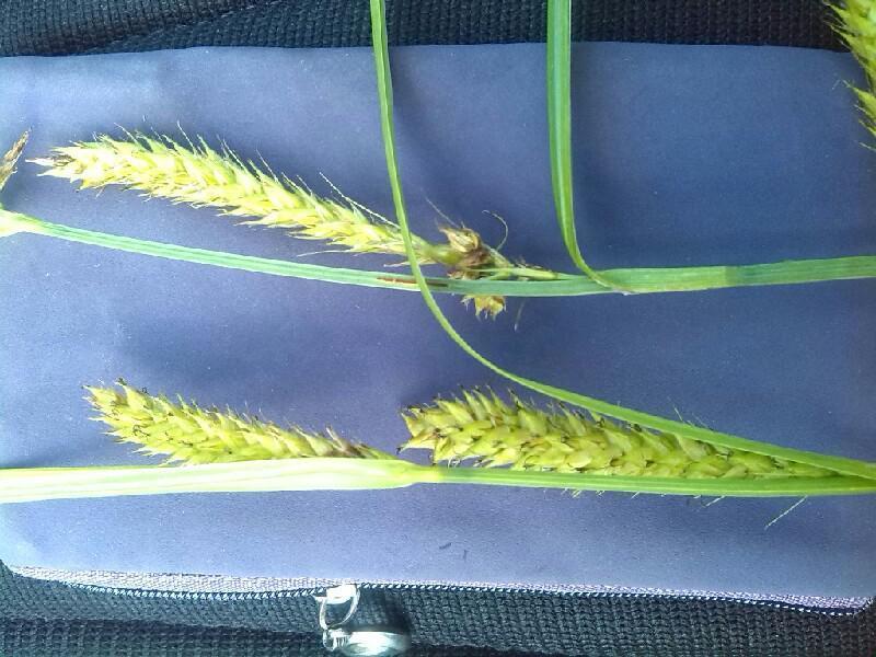 Carex × walasii