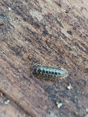 Armadillidium pictum