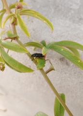 Astylus quadrilineatus
