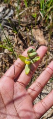 Albuca cooperi