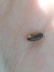 Armadillidium pictum
