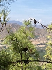 Pinus pinea