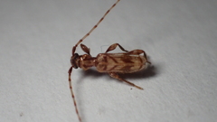 Obrium maculatum