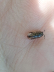 Armadillidium pictum