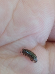 Armadillidium pictum