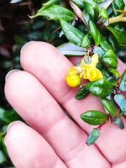 Berberis darwinii