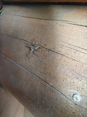 Pisaura