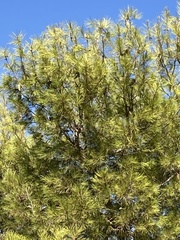 Pinus halepensis