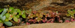 Crassula strigosa