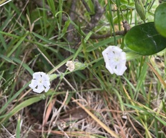 Silene undulata