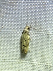 Taygete attributella