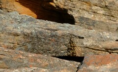 Hemicordylus capensis