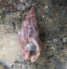 Cominella accuminata