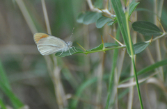 Colotis evenina