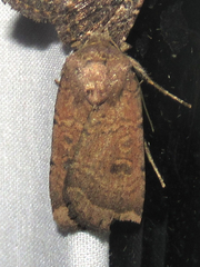 Abagrotis placida