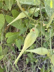 Funastrum cynanchoides