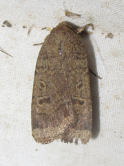 Abagrotis placida