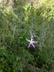 Dianthus broteri