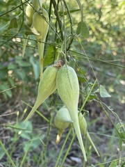 Funastrum cynanchoides