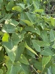 Funastrum cynanchoides