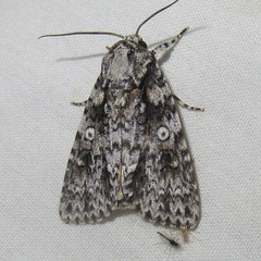 Acronicta marmorata