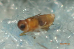 Flavoclypeus