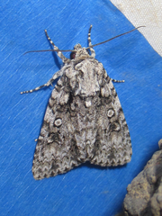 Acronicta marmorata