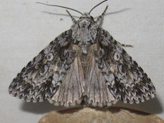 Acronicta marmorata