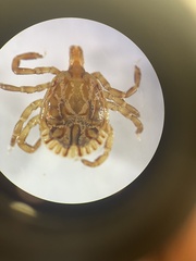 Amblyomma cajennense