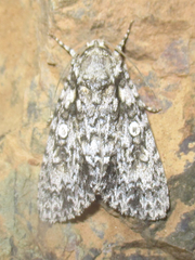 Acronicta marmorata