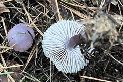 Mycena pura