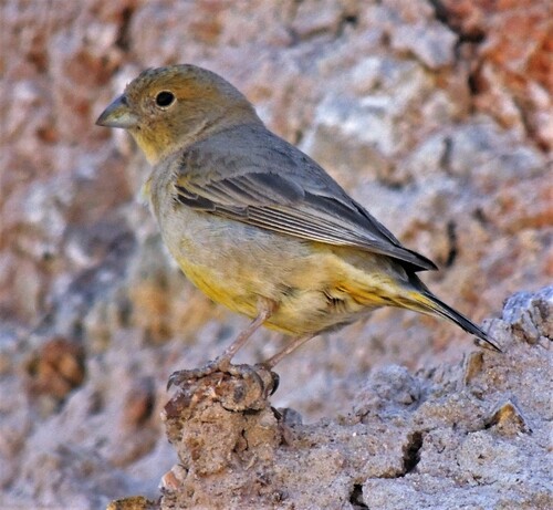 Monte Yellow Finch (Sicalis mendozae), photo 6
