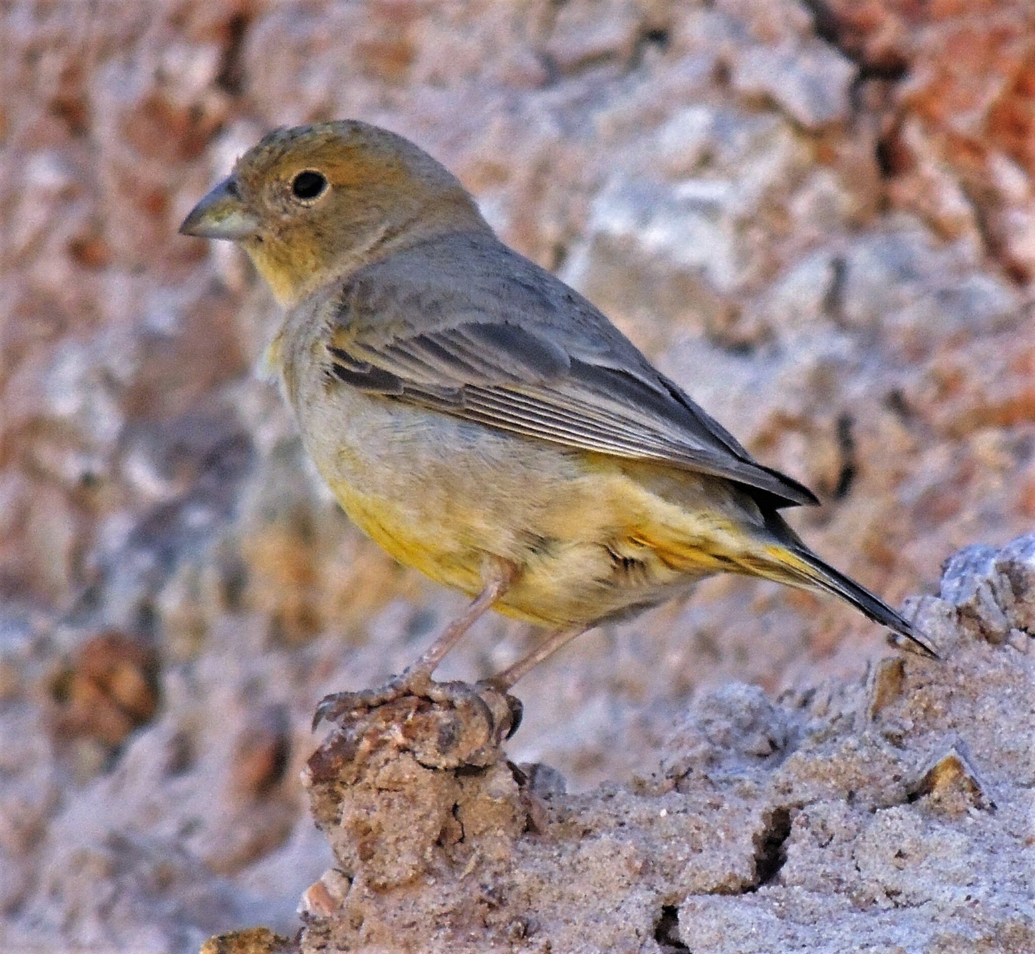 Monte Yellow Finch (Sicalis mendozae), photo 7