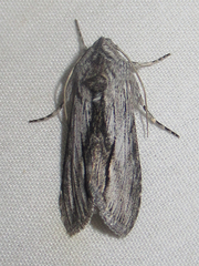 Cucullia eulepis