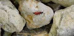 Anthocomus rufus