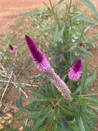 Celosia spicata image