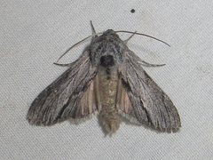 Cucullia eulepis