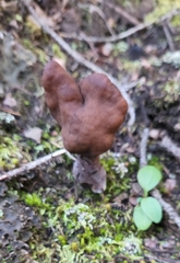 Gyromitra infula