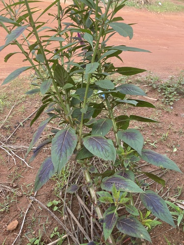 Celosia spicata image