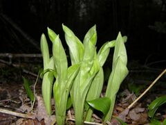 Cypripedium acaule