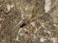 Monaeses paradoxus