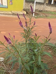 Celosia spicata image