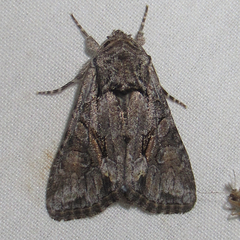 Lacinipolia acutipennis