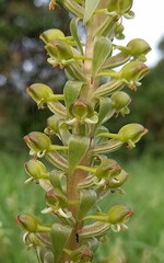 Satyrium parviflorum