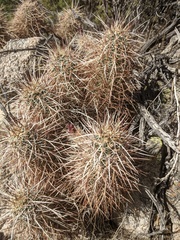 Echinocereus engelmannii engelmannii