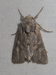 Lacinipolia acutipennis