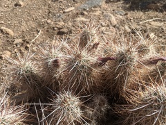 Echinocereus engelmannii engelmannii